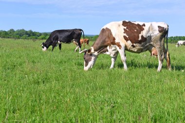 Yaz otlağında inekler