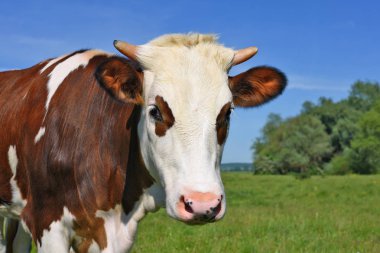 bir yaz mera derisindeki