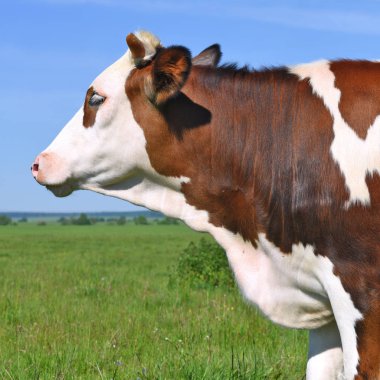 bir yaz mera derisindeki