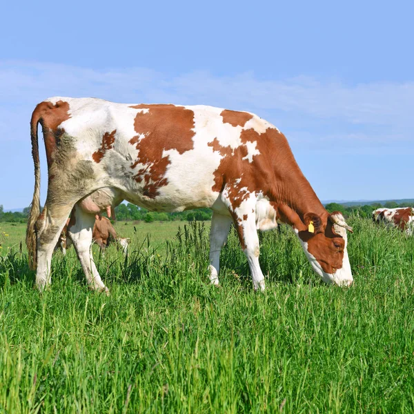 Koe Een Zomerweide — Stockfoto