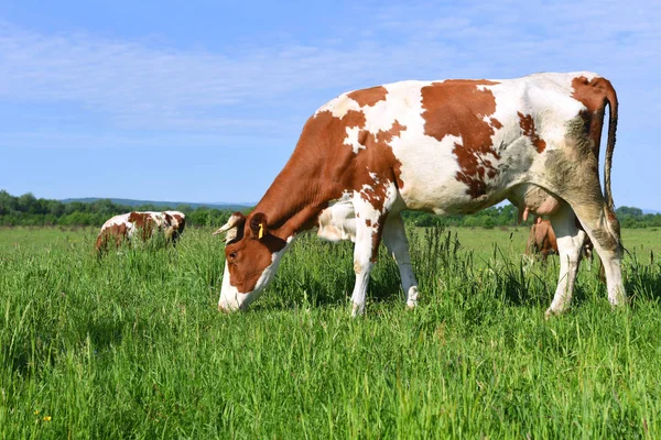 Las Vacas Pasto Verano —  Fotos de Stock