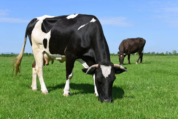 Vacas Pasto Verão — Fotografia de Stock