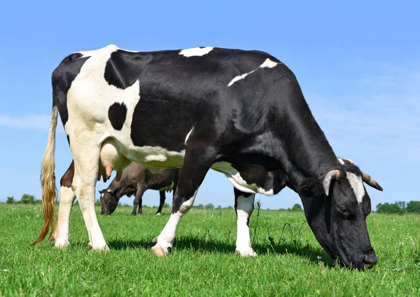 Yaz Otlağında Inek — Stok fotoğraf