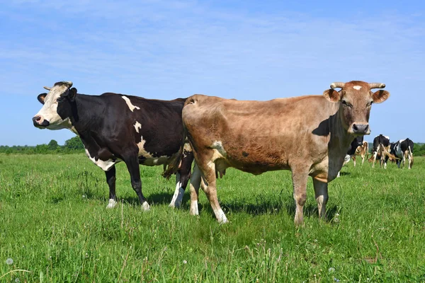 Vaches Sur Pâturage Été — Photo