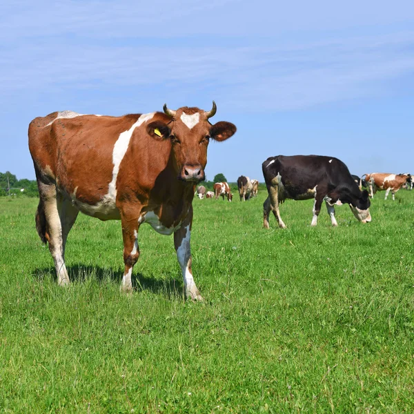 Kühe Auf Einer Sommerweide — Stockfoto