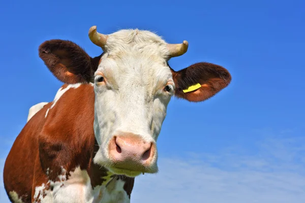 Testa Mucca Contro Cielo — Foto Stock