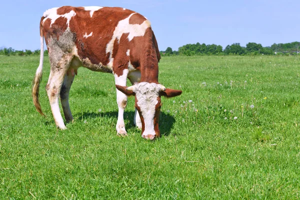 Cow Summer Pasture — Stock Photo, Image