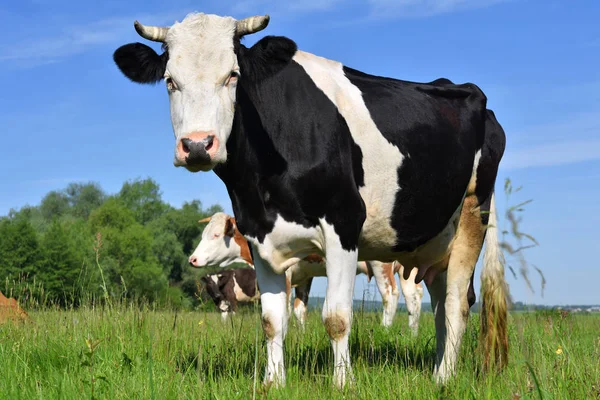 Koeien Een Zomerweide — Stockfoto