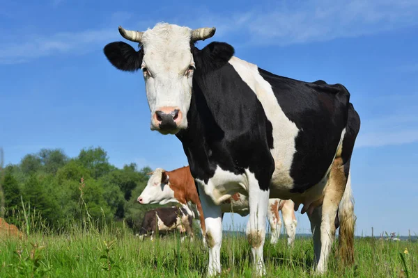 Koeien Een Zomerweide — Stockfoto