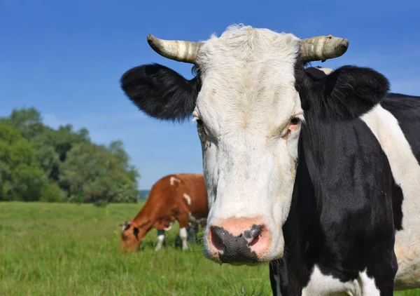 Kühe Auf Einer Sommerweide — Stockfoto