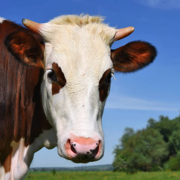 Nyári Legelőn Borjú — Stock Fotó