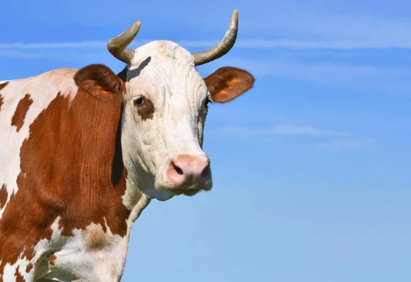 Hoofd Van Een Koe Tegen Hemel — Stockfoto