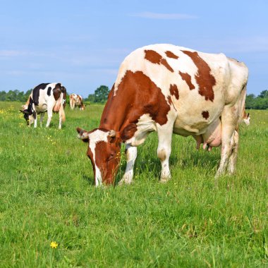 Yaz otlağında inekler