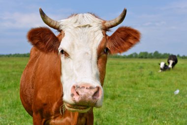 Yaz otlağında inek