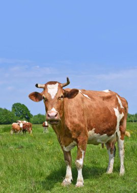 Yaz otlağında inek