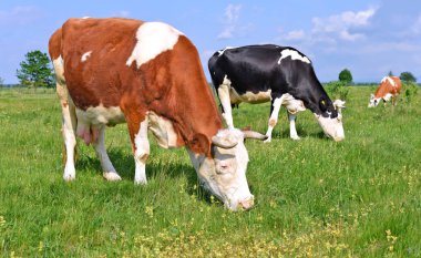 Yaz otlağında inekler