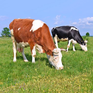 Yaz otlağında inekler