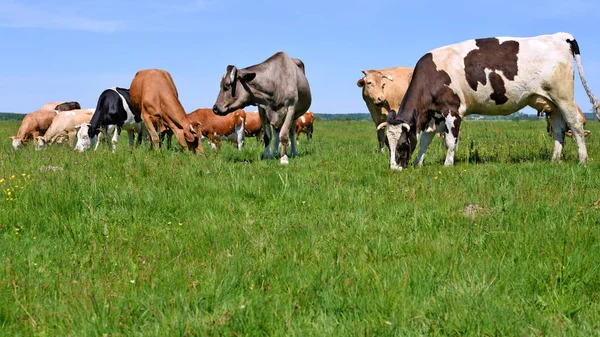 Cows Summer Pasture — Stock Photo, Image