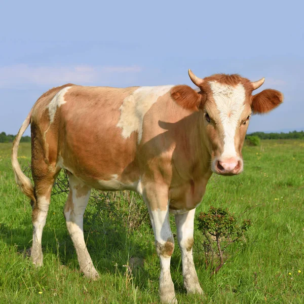 Koe Een Zomerweide — Stockfoto