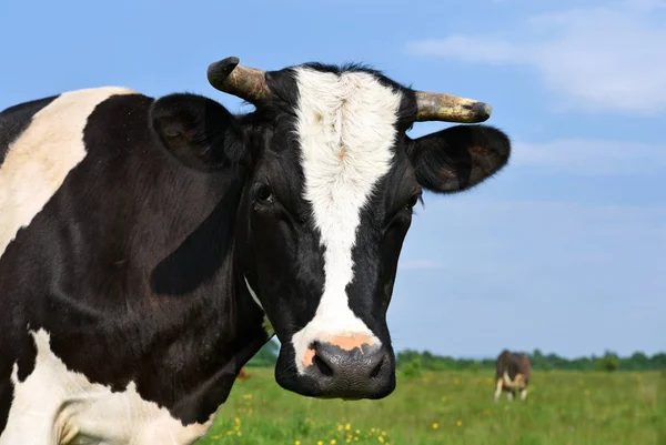 Vaca Pasto Verão — Fotografia de Stock