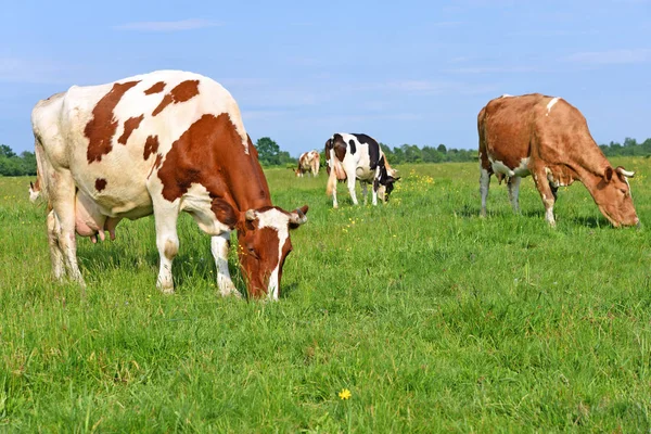 Vacas Pasto Verão — Fotografia de Stock