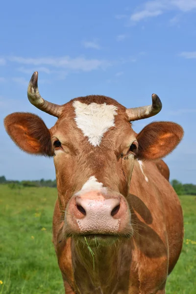 Vache Dans Pâturage Été — Photo