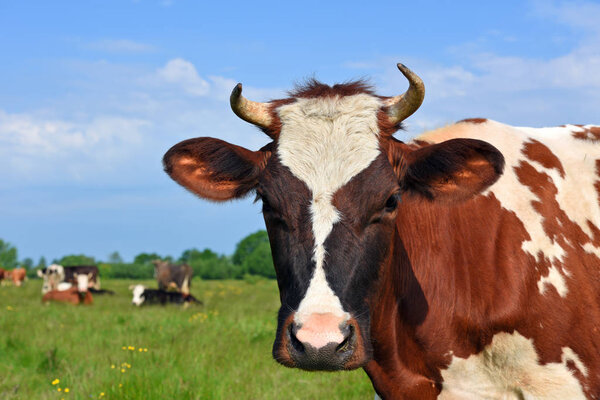 Cows  on a summer pasture