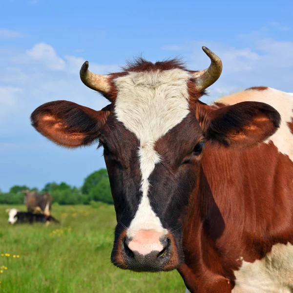 Vaca Pasto Verão — Fotografia de Stock