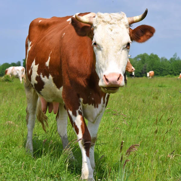 Vache Dans Pâturage Été — Photo