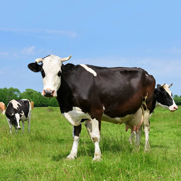 Las Vacas Pasto Verano — Foto de Stock