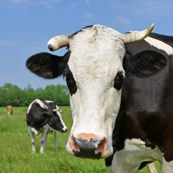 Vache Dans Pâturage Été — Photo