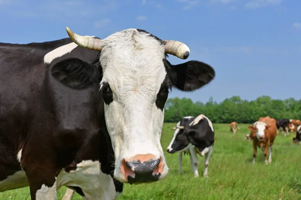 Vaca Pasto Verão — Fotografia de Stock