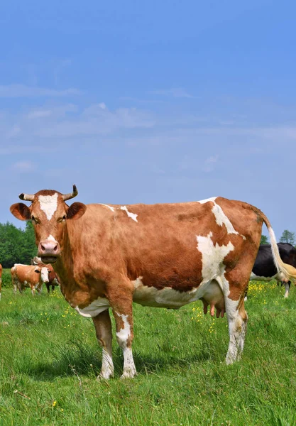 Vaca Pasto Verão — Fotografia de Stock