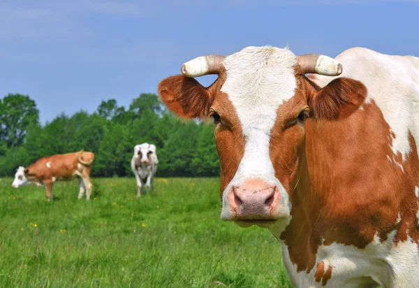 Kühe Auf Einer Sommerweide — Stockfoto