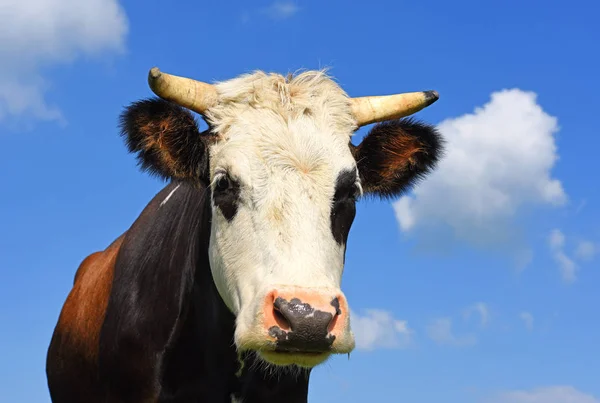 Kopf Einer Kuh Gegen Den Himmel — Stockfoto