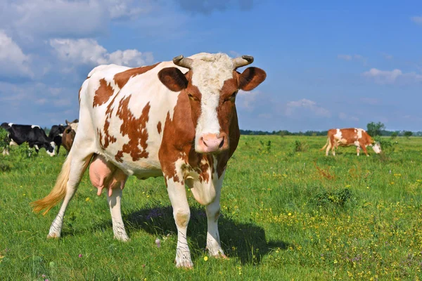 Koeien Een Zomerweide — Stockfoto