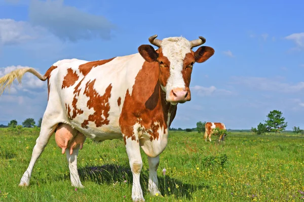 Vaca Pasto Verão — Fotografia de Stock