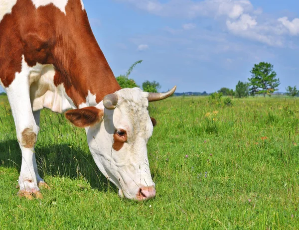 Cow Summer Pasture — Stock Photo, Image