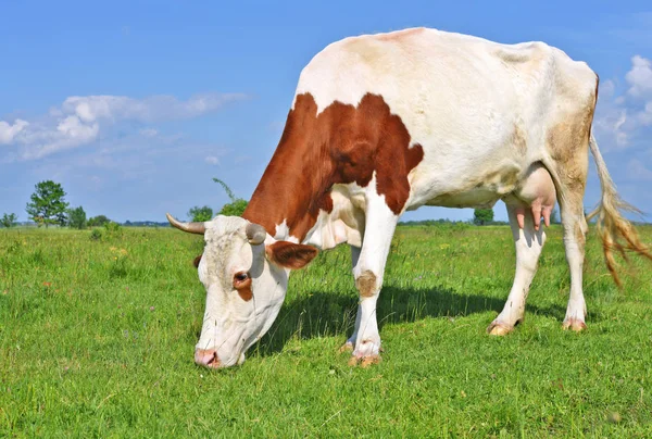 Kuh Auf Einer Sommerweide — Stockfoto