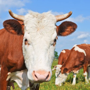 Yaz otlağında inek