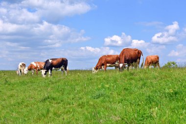 Yaz otlağında inekler