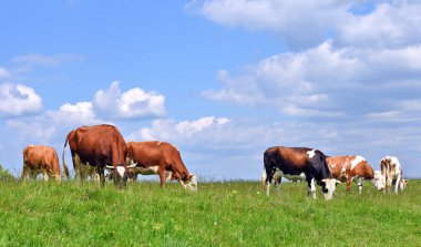 Yaz otlağında inekler