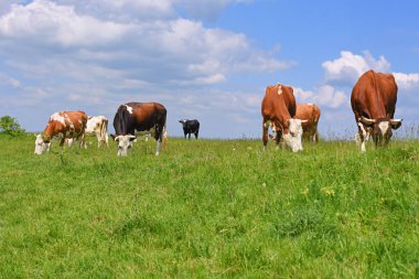 Yaz otlağında inekler