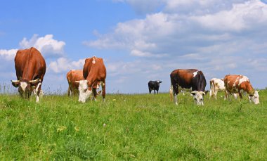 Yaz otlağında inekler