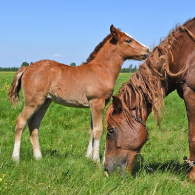 Yaz otlağında bir kısrakla tay. 