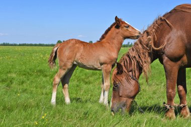 Yaz otlağında bir kısrakla tay. 