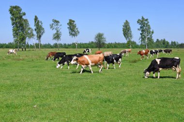 Yaz otlağında inekler