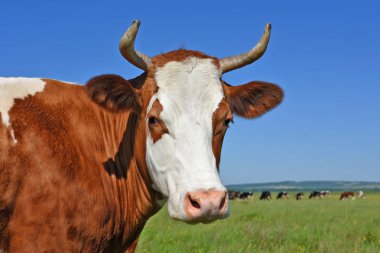 Yaz otlağında inek