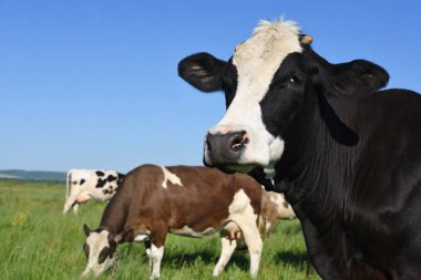 Yaz otlağında inekler