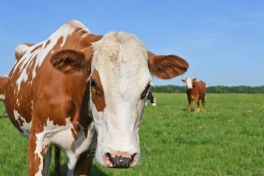 Yaz otlağında inek